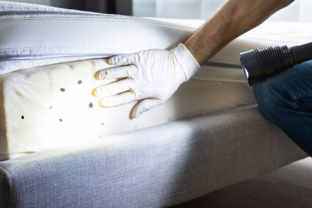 Best Flea Control Services  in Mount Morris, MI