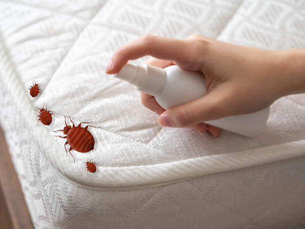 Best Wasp Removal Services  in Mount Morris, MI