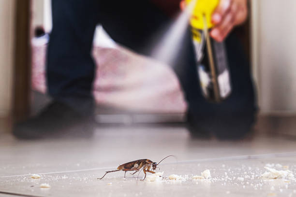 Best Local Pest Control Services  in Mount Morris, MI